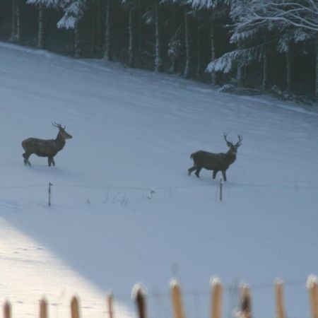 Chambres D'Hotes Les Trappeurs Silence & Nature Tenneville Εξωτερικό φωτογραφία