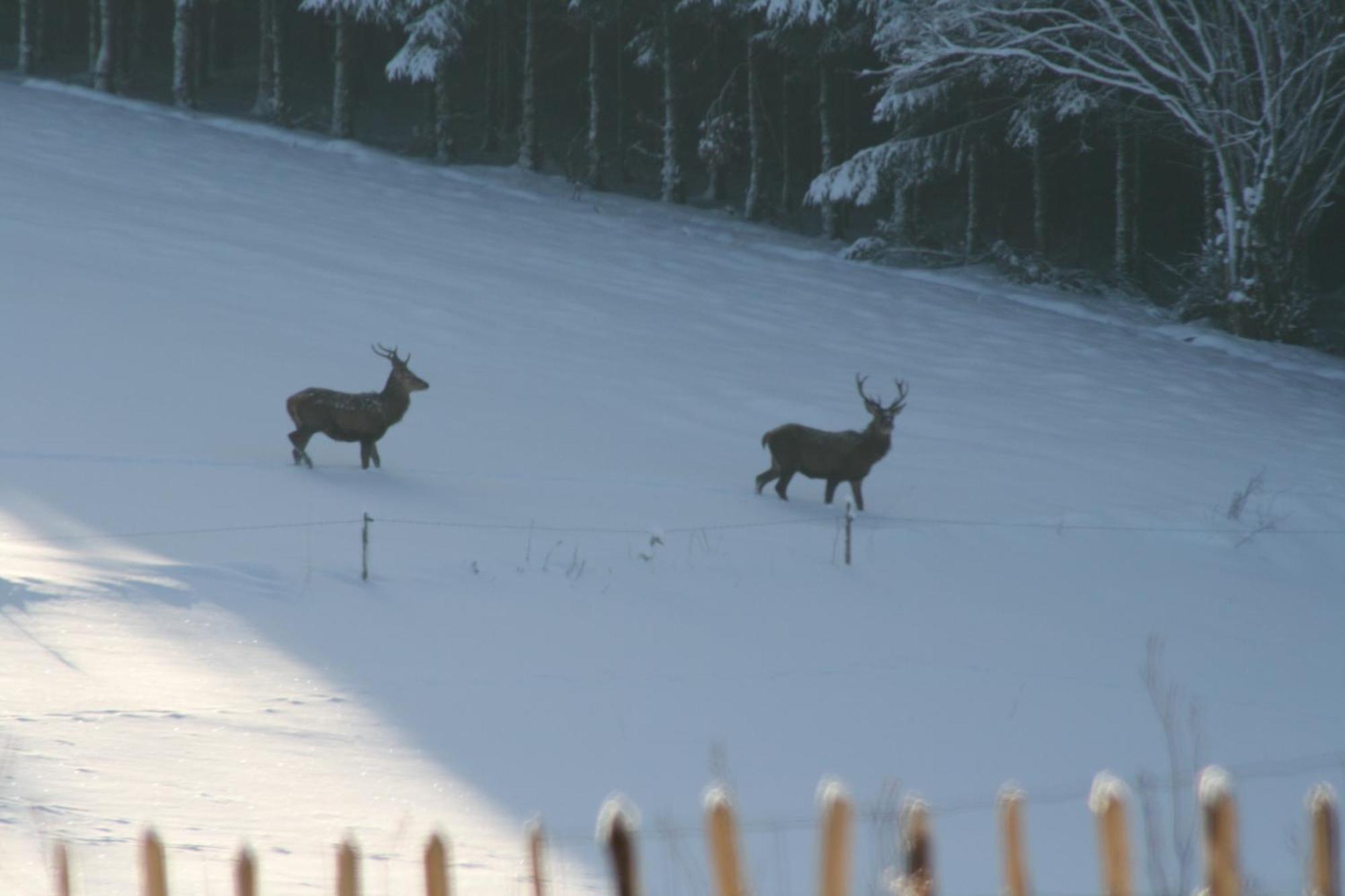 Chambres D'Hotes Les Trappeurs Silence & Nature Tenneville Εξωτερικό φωτογραφία